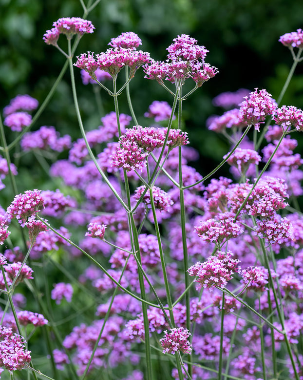 Verbena bonariensis