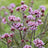 Verbena