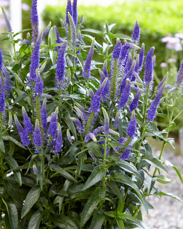 Veronica 'First Glory'