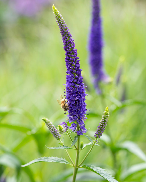 Veronica 'First Glory'
