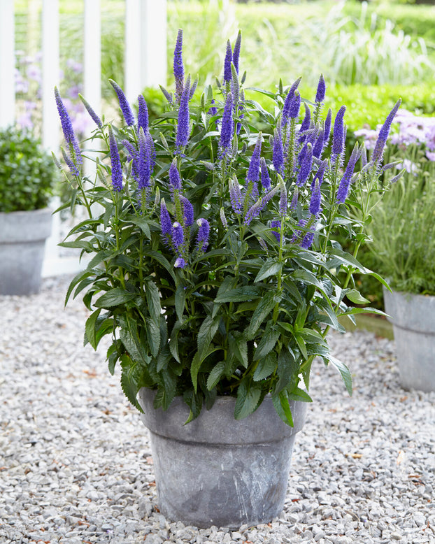 Veronica 'First Glory'