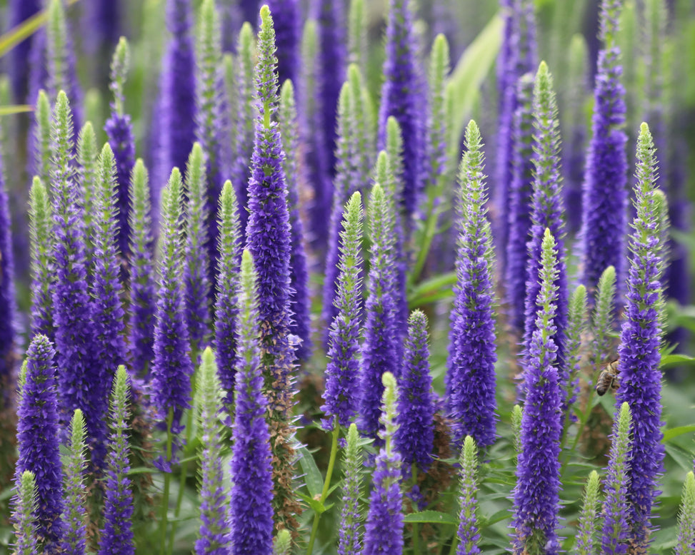 Veronica 'First Glory'