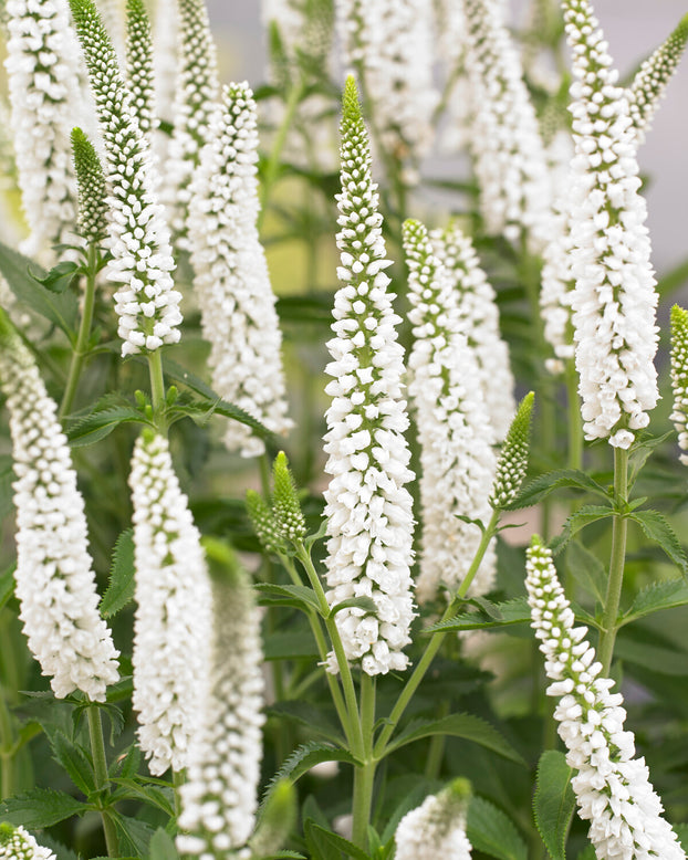 Veronica 'First Lady'