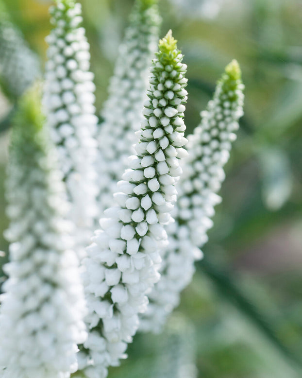 Veronica 'First Lady'