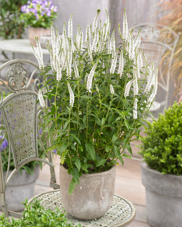 Veronica 'First Lady'