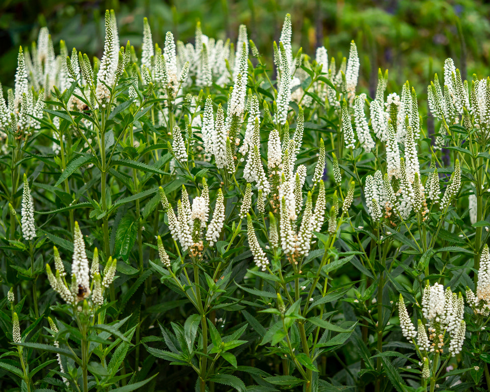 Veronica 'First Lady'