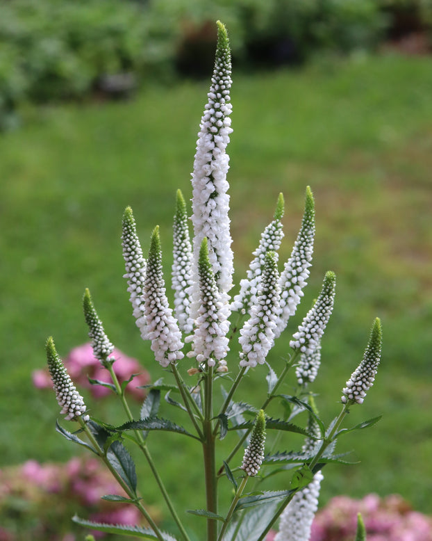 Veronica 'First Lady'