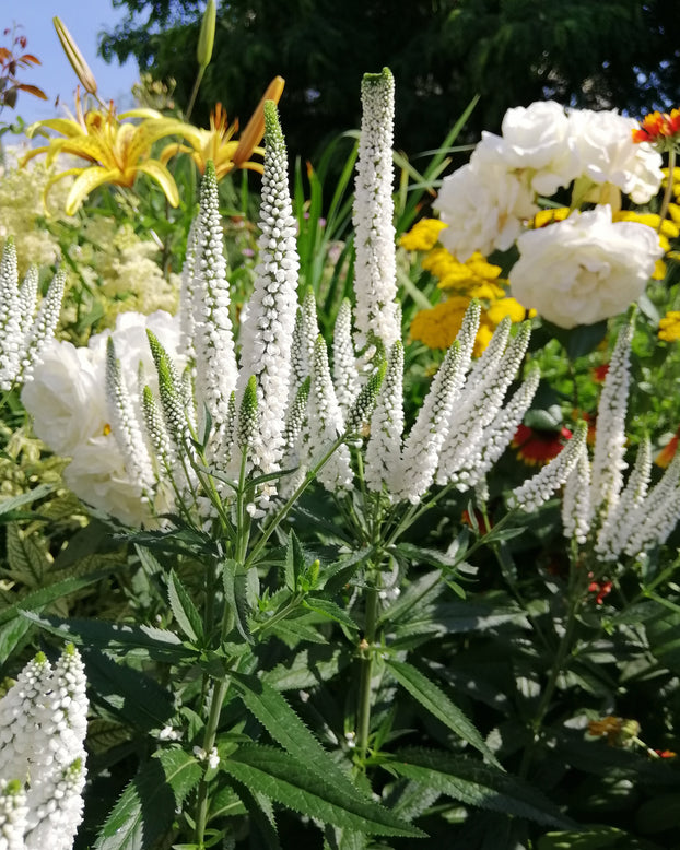 Veronica 'First Lady'