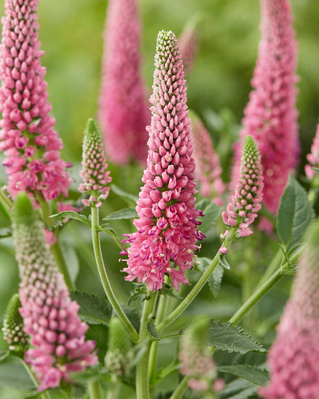 Veronica 'First Love'