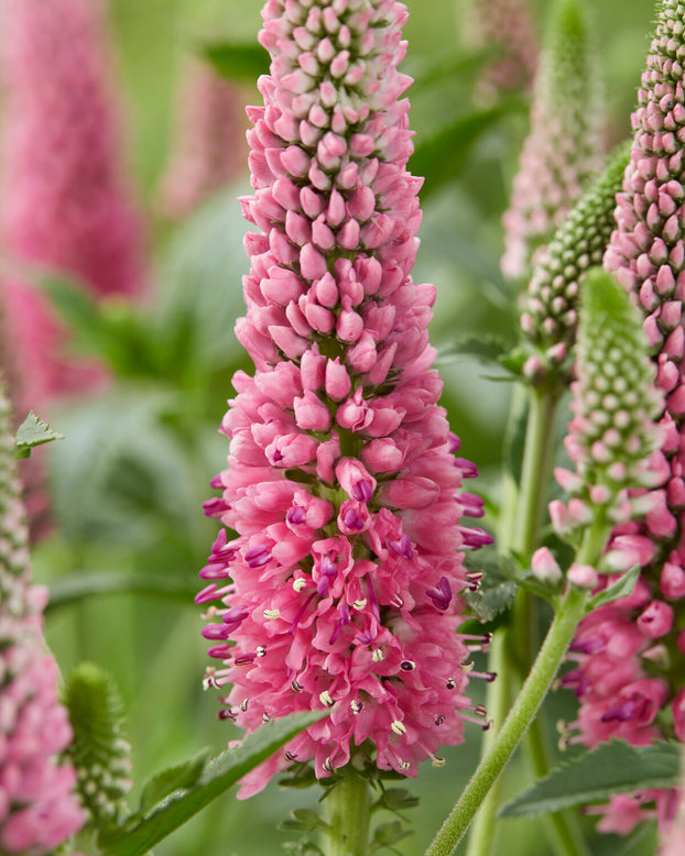 Veronica 'First Love'