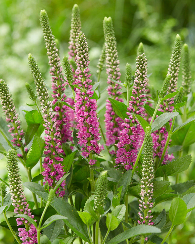 Veronica 'First Love'