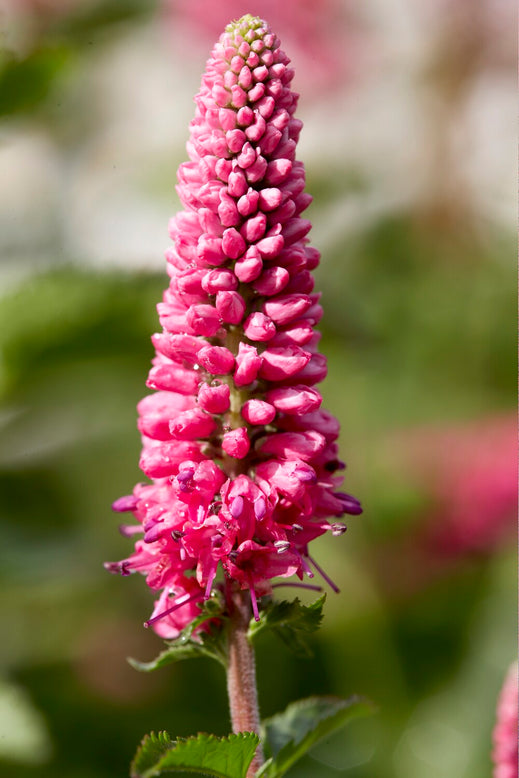 Veronica 'First Love'