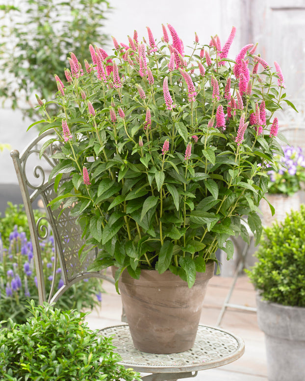 Veronica 'First Love'