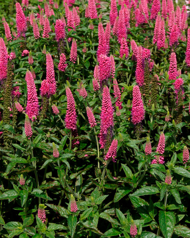 Veronica 'First Love'