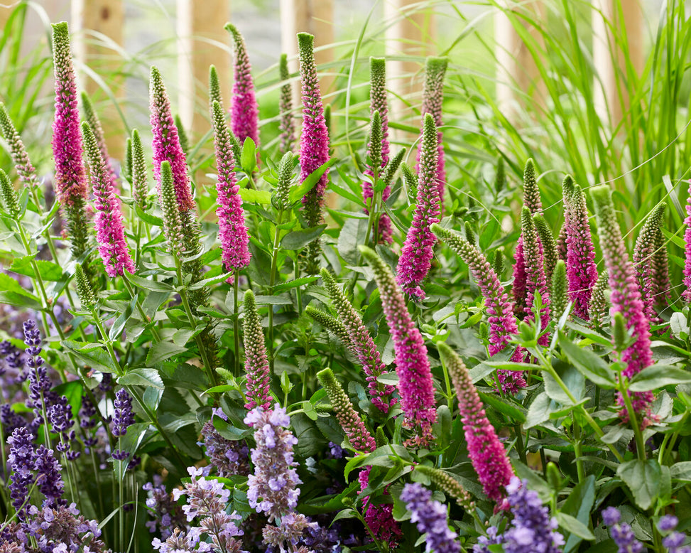 Veronica 'First Love'