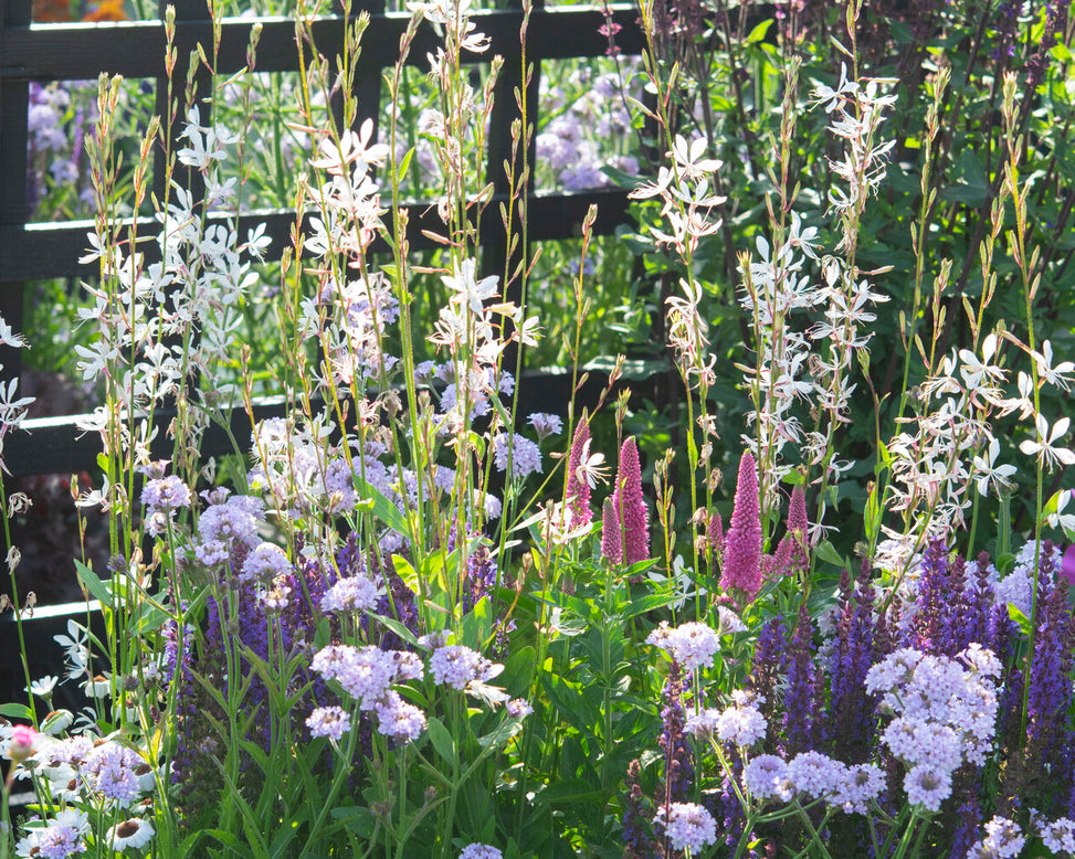 Veronica 'First Love'