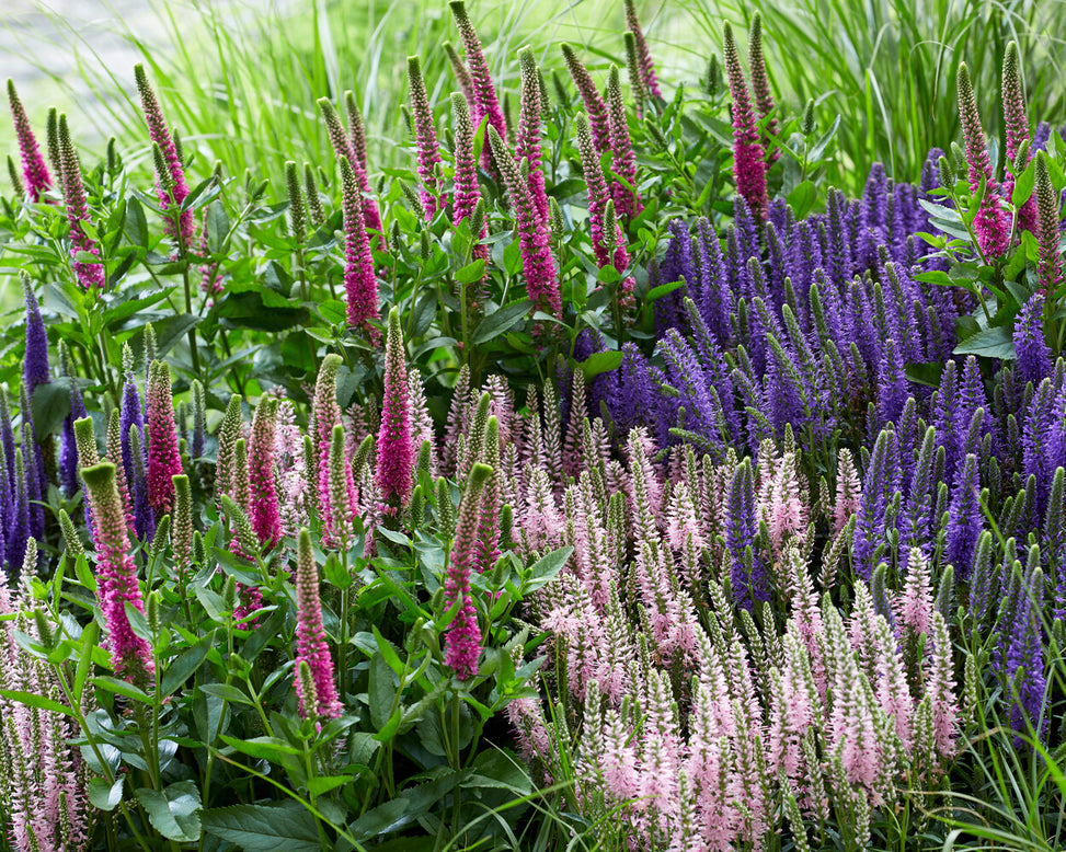 Veronica 'First Love'