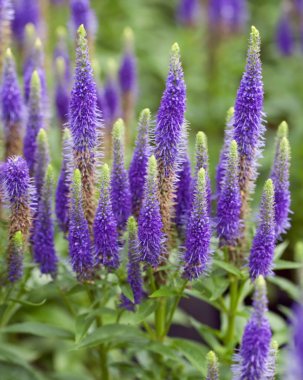 Veronica 'Ulster Dwarf Blue'