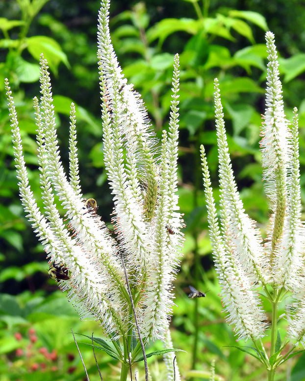 Veronicastrum 'Springdew'