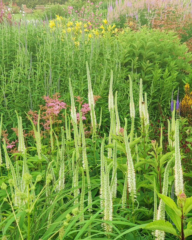 Veronicastrum 'Springdew'
