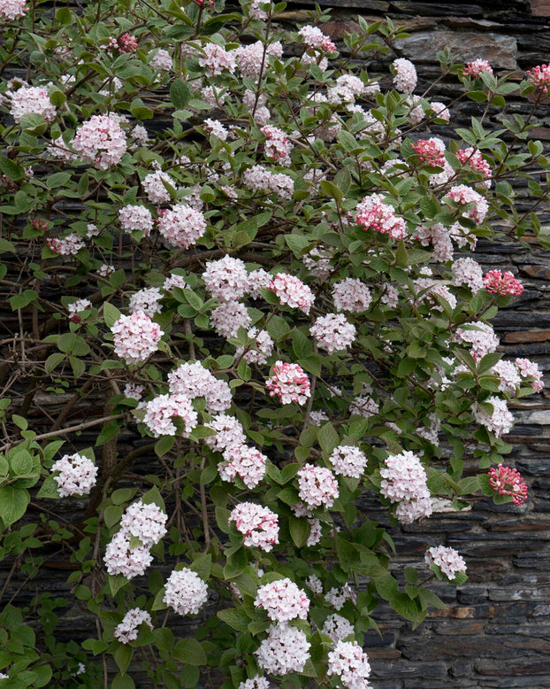 Viburnum 'Compactum'