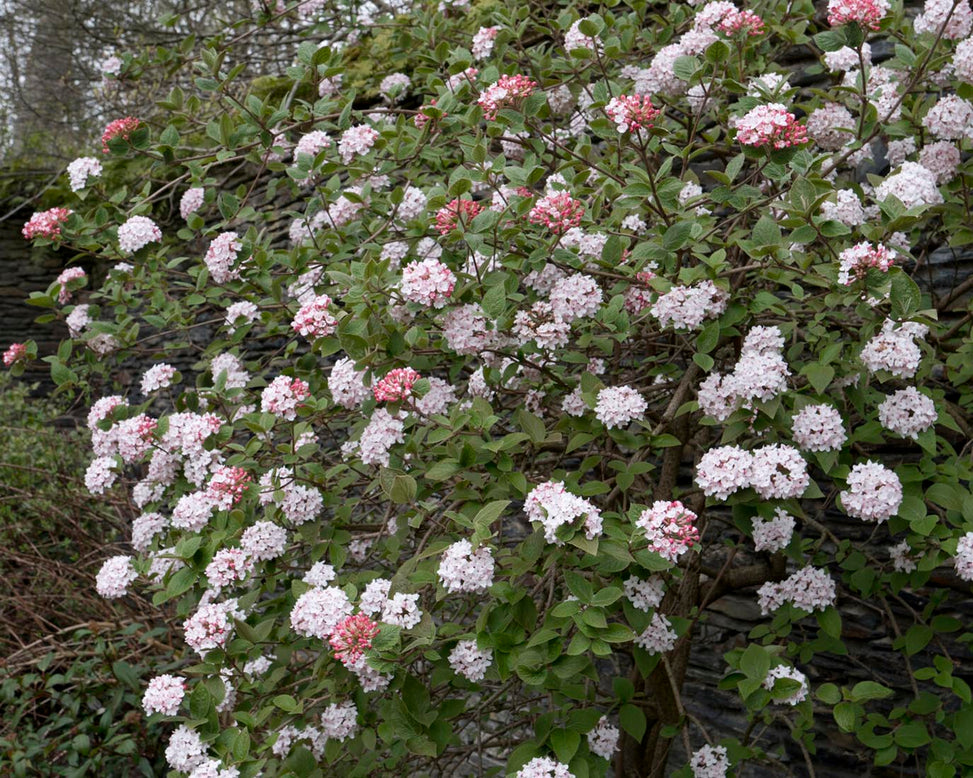 Viburnum 'Compactum'