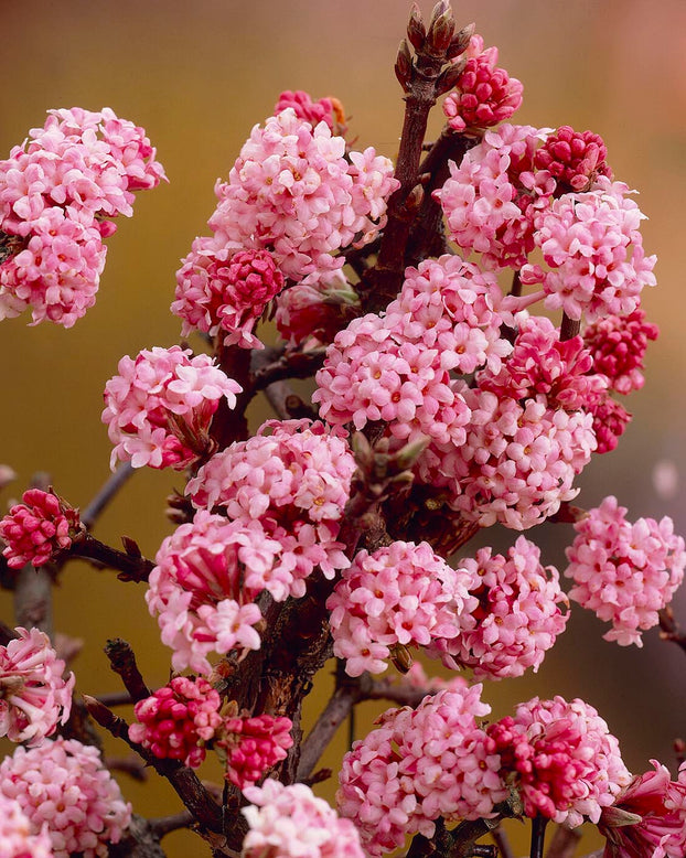 Viburnum 'Dawn'