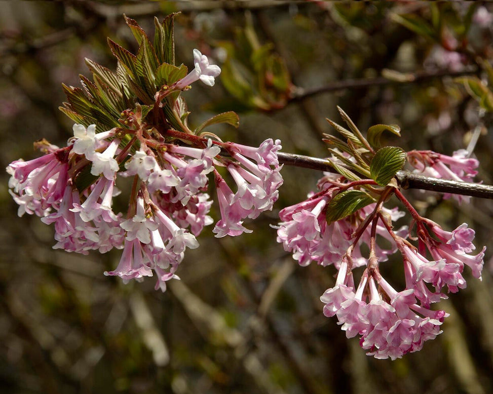 Viburnum 'Dawn'
