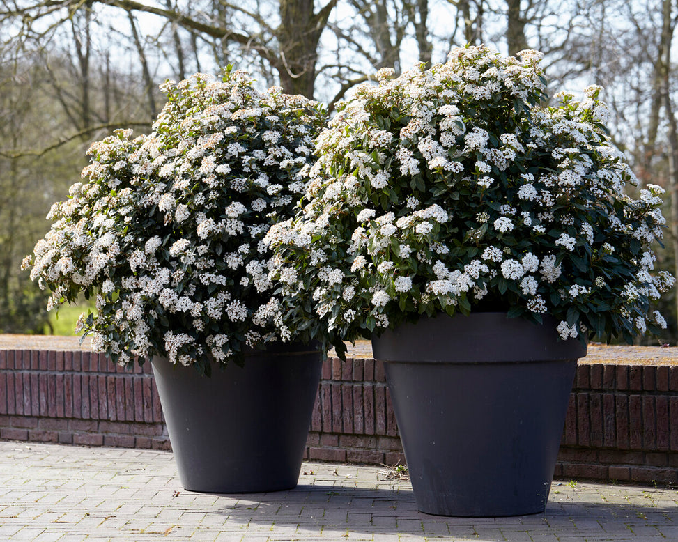 Viburnum tinus