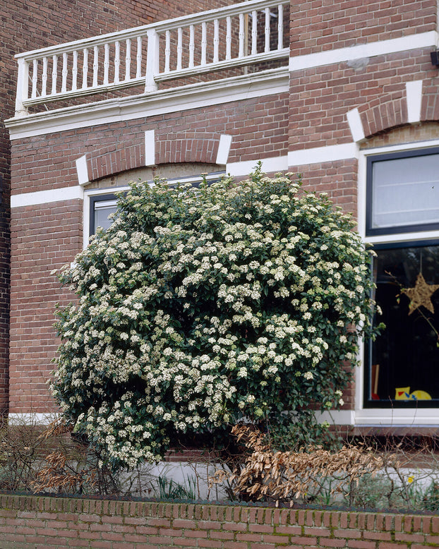 Viburnum tinus