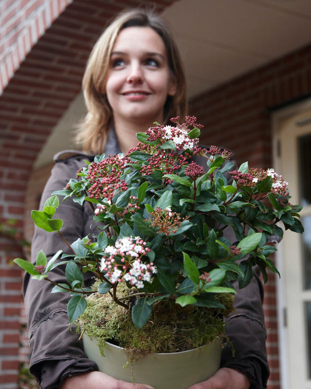 Viburnum tinus