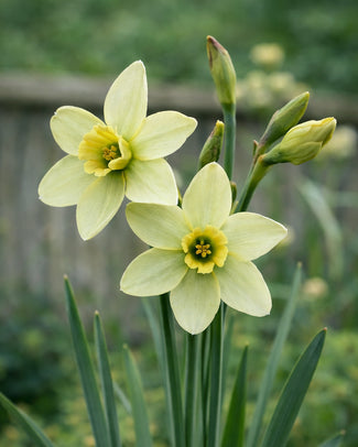 Narcissus 'Pacific Hunter' Narcissus 'Pacific Hunter'