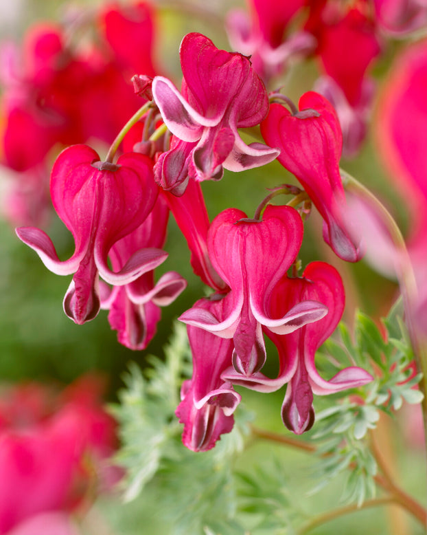Dicentra 'Burning Hearts'