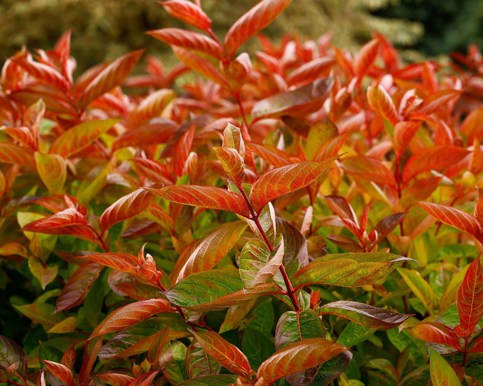 Weigela 'Wings of Fire'