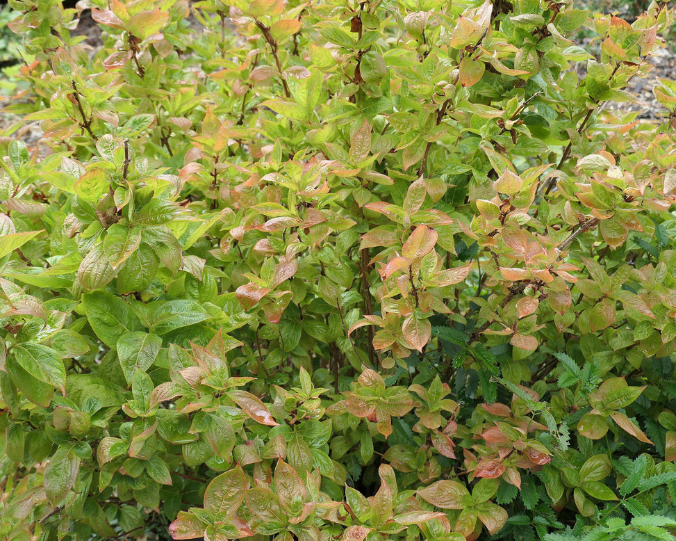 Weigela 'Wings of Fire'