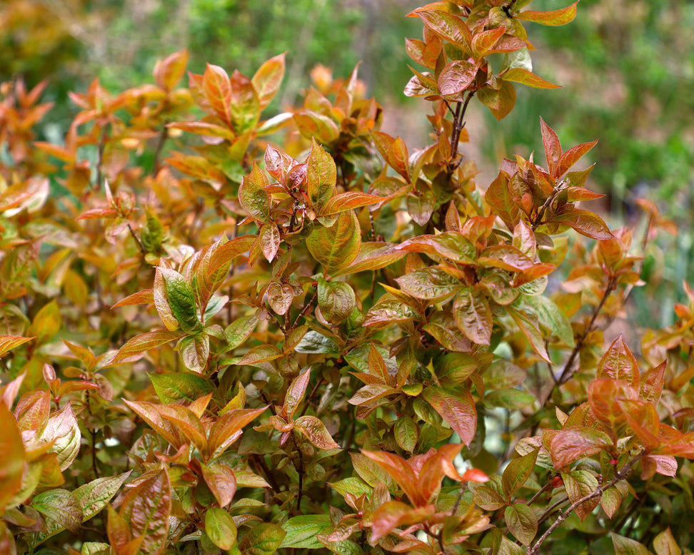 Weigela 'Wings of Fire'