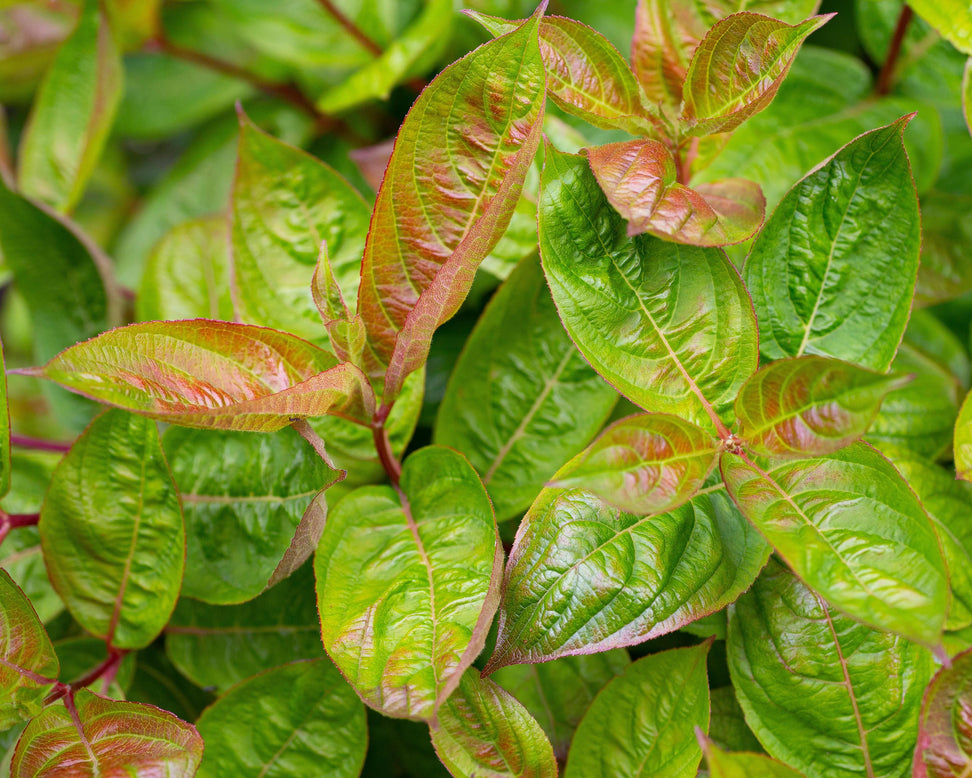 Weigela 'Wings of Fire'