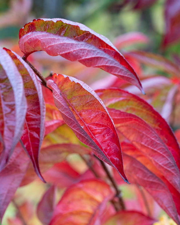 Weigela 'Wings of Fire'