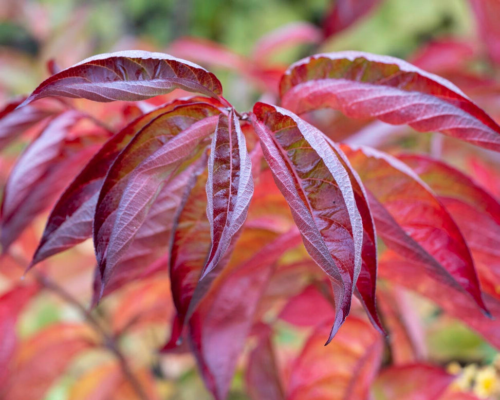 Weigela 'Wings of Fire'
