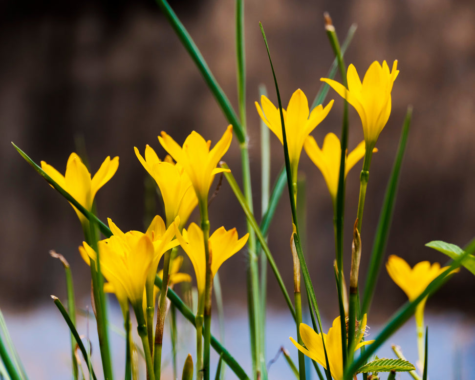 Zephyranthes sulphurea