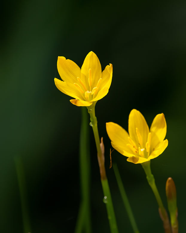 Zephyranthes sulphurea