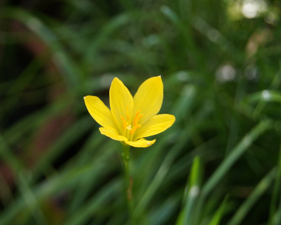 Zephyranthes sulphurea