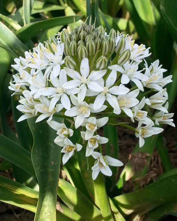 Scilla 'White Moon'