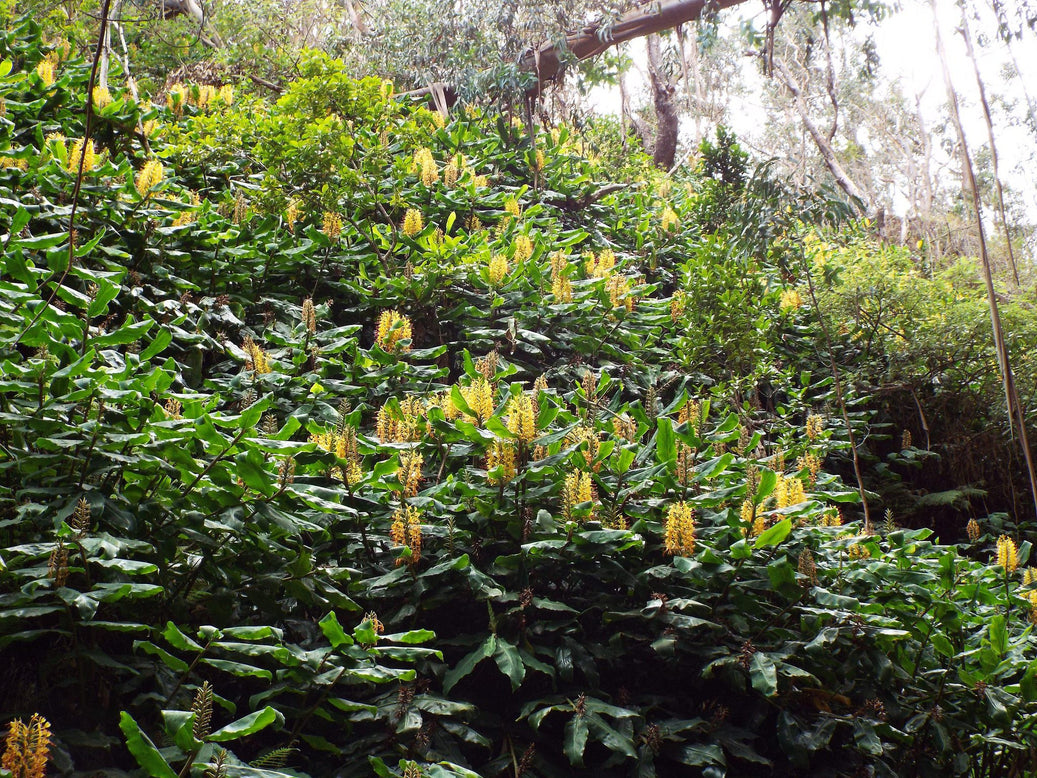 Hedychium gardnerianum