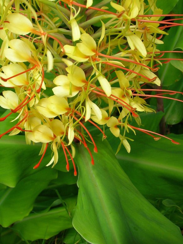 Hedychium gardnerianum