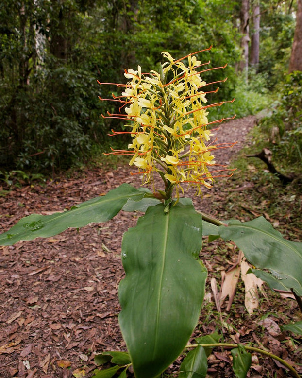 Hedychium gardnerianum