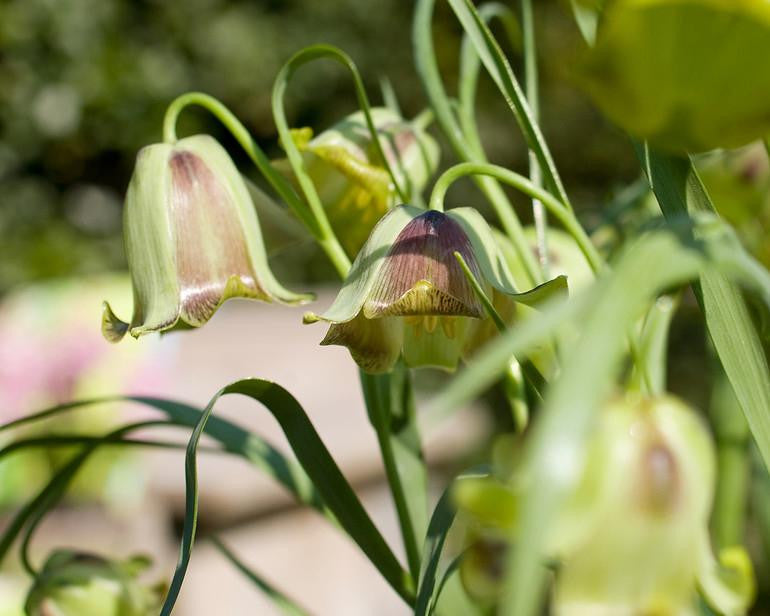 Fritillaria acmopetala