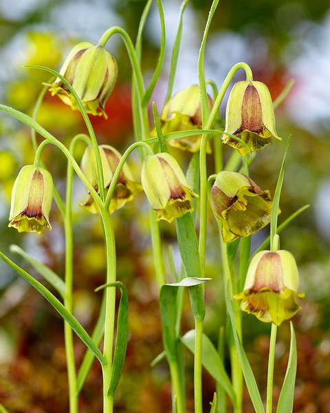 Fritillaria acmopetala