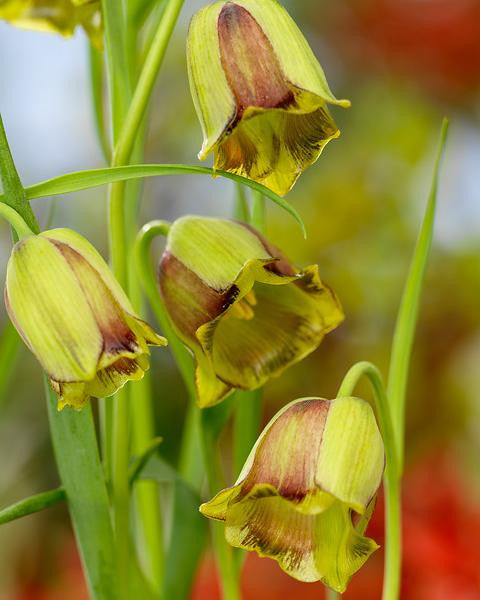 Fritillaria acmopetala
