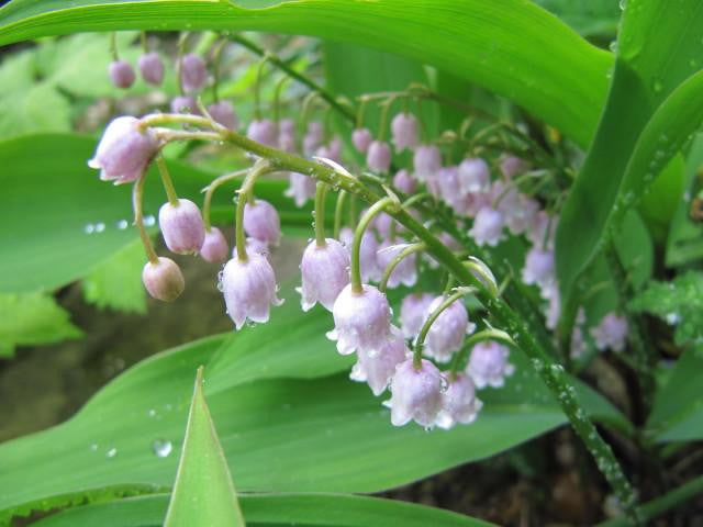 Convallaria majalis var. rosea